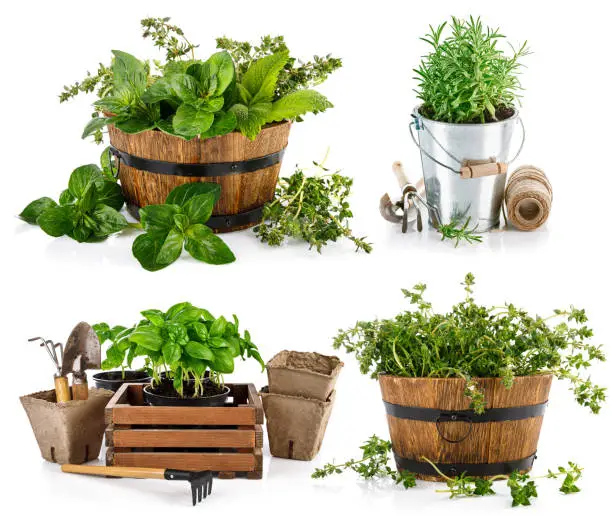 Photo of Collage set fresh spicy herb in basket isolated on white