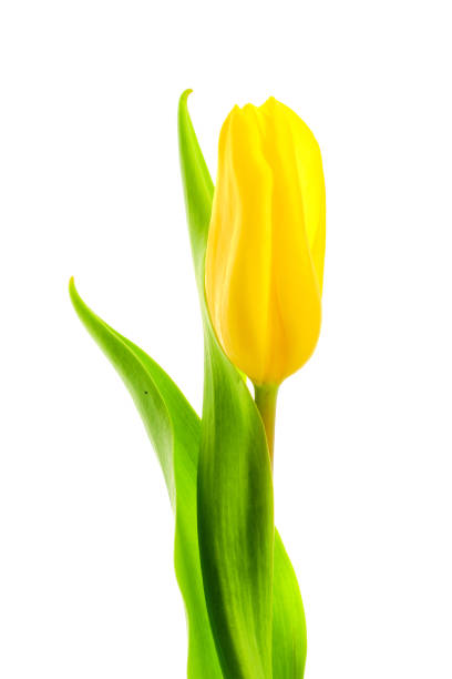 istock Beautiful single yellow tulip flower isolated on white background 1288083362