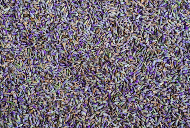 istock Dried lavender flowers background. Buds close up. 1288083515