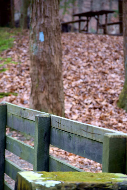Blue trail blazes painted on trees in the woods on the Buckeye Trail on Ohio