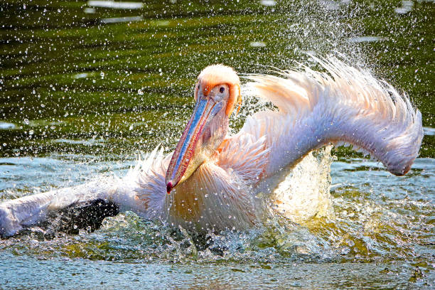 Rosy Pelican Rosy Pelican (Pelecanus oncrotalus) having fun in noon waters in winters. bharatpur stock pictures, royalty-free photos & images