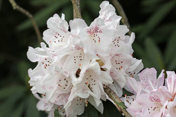 biały kwiat rododendronu - tinge zdjęcia i obrazy z banku zdjęć