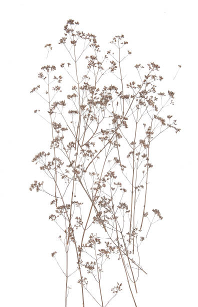 istock Dry field flowers isolated on white background. 1288089494
