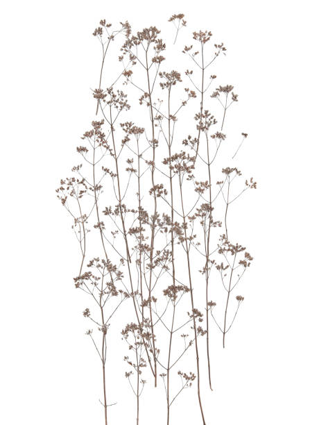 istock Dry field flowers isolated on white background. 1288089515