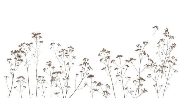 istock Dry field flowers isolated on white background. 1288089526