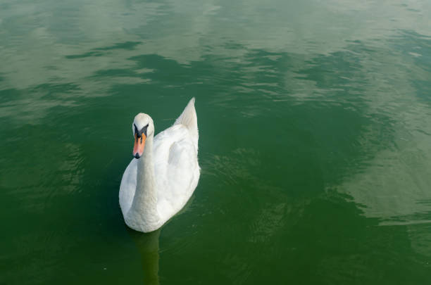 White swan on a green water surface during a day