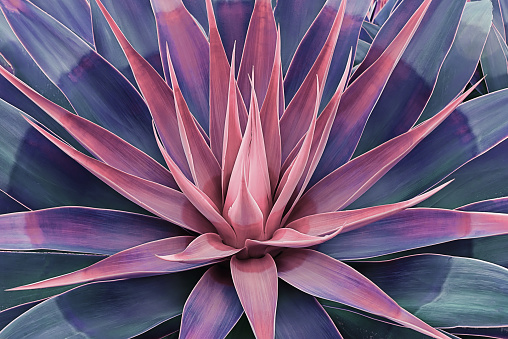 Beautifully bloomed agave leaves like lotus flower. Natural floral pattern agave plant succulent concept