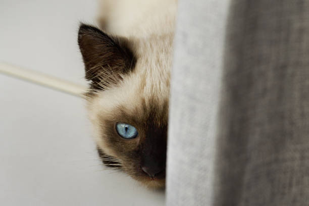 istock The cat hid behind a curtain and prepares to attack 1288093667