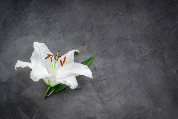 istock Lily funeral flower on dark stone. Condolence card with copy space 1288094115