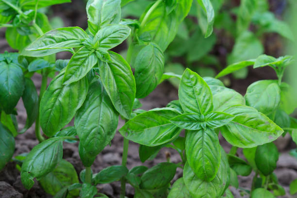 istock Close up plants of basil on the garden bed. 1288095800