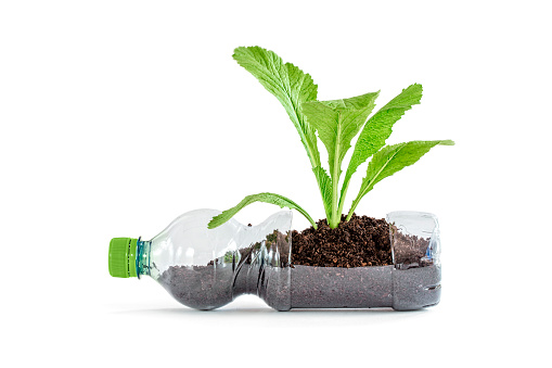 Young green plant growing in recycled plastic bottle, isolated on white background
