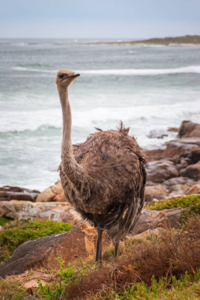 istock Female ostrich against (Struthio camelus) sea at Atlantic coast 1288098925