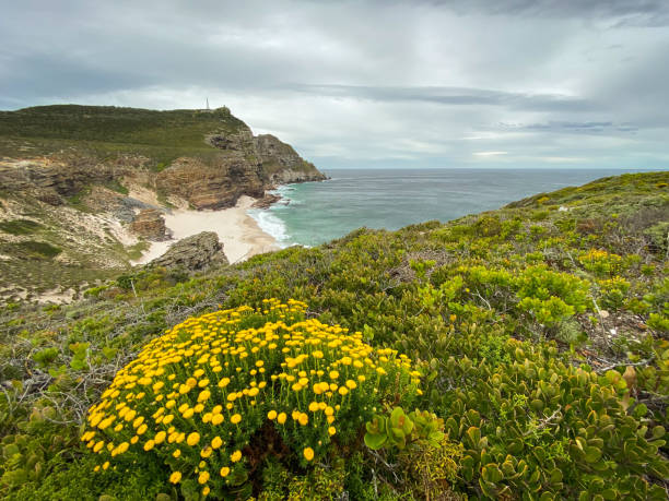Dias beach (Diaz beach) along Cape of Good Hope scenic walk, South Africa Scenic view of Dias beach (Diaz beach) with yellow Fynbos flower in the foreground along Cape of Good Hope scenic walk, South Africa fynbos photos stock pictures, royalty-free photos & images