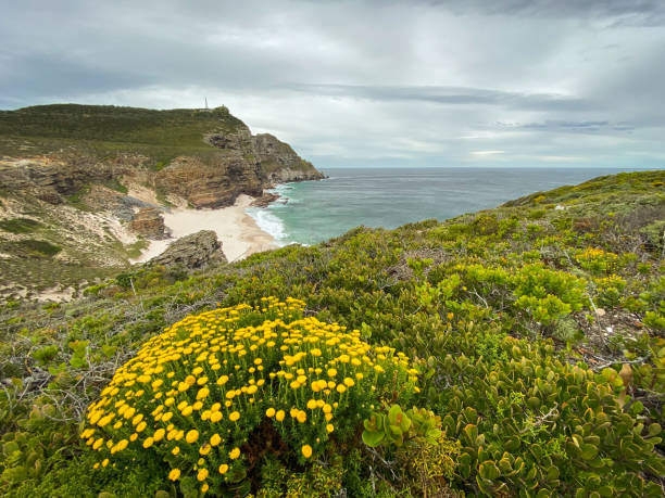 dias beach (diaz beach) along cape of good hope scenic walk, south africa - south africa africa cape of good hope cape town imagens e fotografias de stock