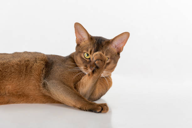istock Portrait Curious Abyssinian cat lying on ground and hide face. Isolated on white background 1288100645