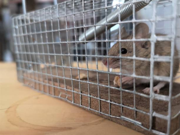 Mouse caught in live trap Cute mouse caught in a live trap holding a piece of bread before being released in nature; Shallow depth of field; Copy space rodent trap stock pictures, royalty-free photos & images