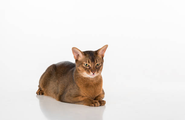 istock Angry Abyssinian cat lying on the white background 1288100764
