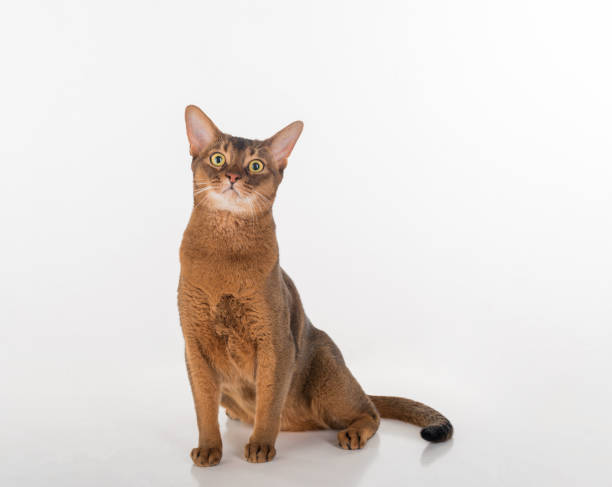 istock Abyssinian cat sitting and looking up. Isolated on the white background 1288100780