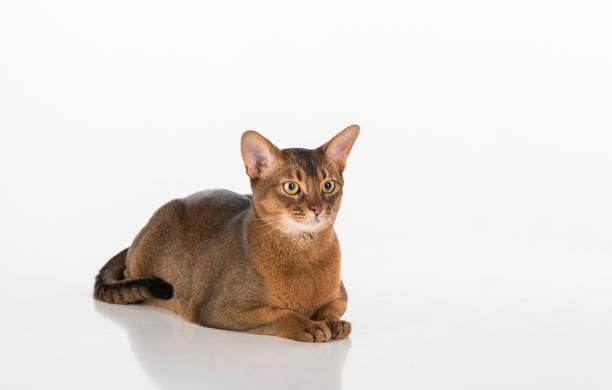 istock Abyssinian cat lying on the white background 1288100786