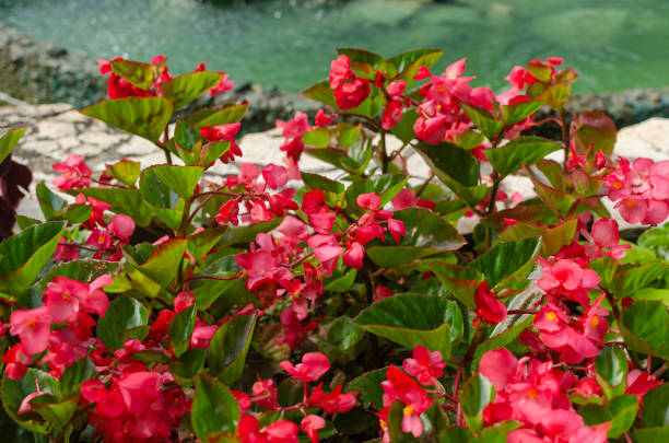 istock Red begonias in blossom 1288100925