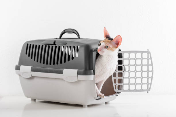 istock Curious Cornish Rex Cat Sitting in the Box on the White table with Reflection. White Wall Background. Looking Left. 1288101462