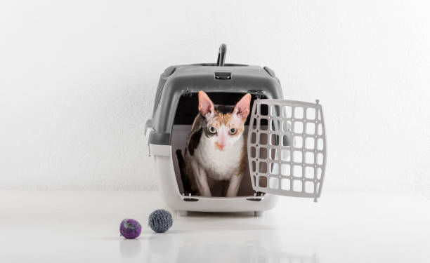 istock Curious Cornish Rex Cat Looking out of the box on the White table with Reflection. White Wall Background. Little Balls as toy in background. 1288101500