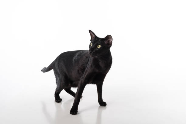 istock Curious Black Oriental Shorthair Cat Standing on White Table with Reflection. White Background. 1288101859