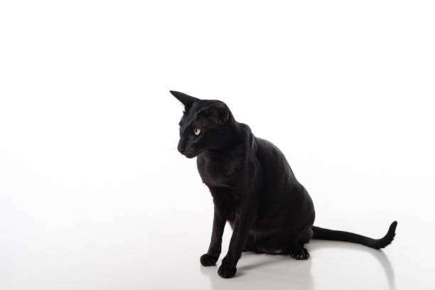 istock Curious Black Oriental Shorthair Cat Sitting on White Table with Reflection. White Background. Long Tail. 1288101895