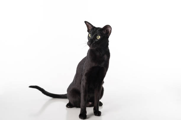 istock Curious Black Oriental Shorthair Cat Sitting on White Table with Reflection. White Background. 1288101910