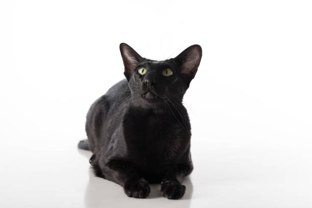 istock Curious Black Oriental Shorthair Cat Lying on White Table with Reflection. White Background. 1288101915