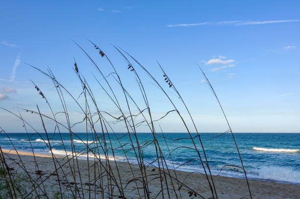 Sea oats  overlooking the beach and ocean on a beautiful sunny day along the shoreline on North Hutchinson Island Florida.