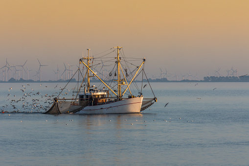 Fishing trawler with fishing nets and swarm of seagulls at the coast of Buesum. Wind turbines in background.