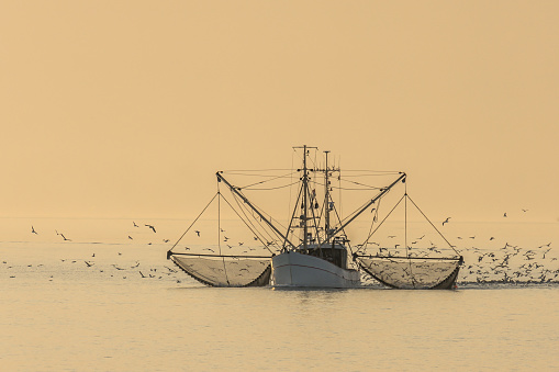 Fishing trawler on the North Sea with nets and swarm of seagulls in evening light. Bright background.