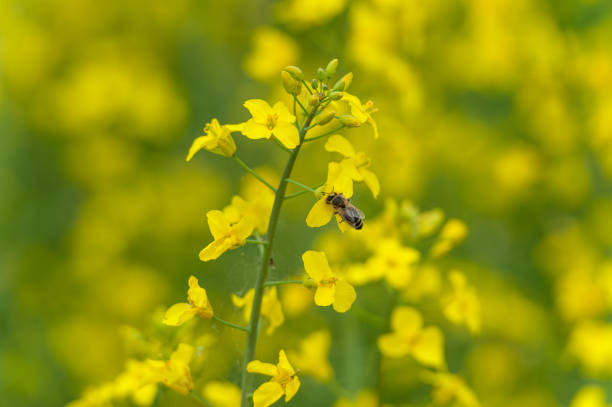 istock Rapeseed field with flying Bee in Background 1288103162
