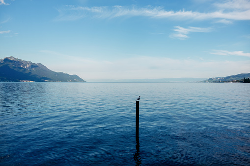 Bird and the blue Lake Geneva