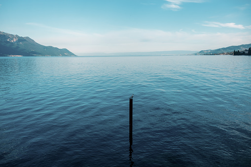 Bird and the blue Lake Geneva