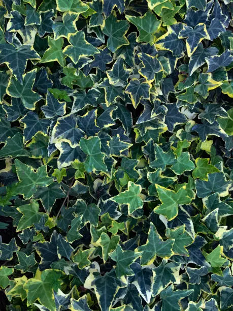 Perfect background of leaves in botanical garden