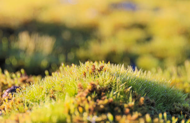 Moss with water droplets stock photo