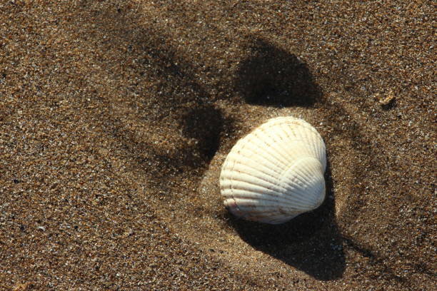 istock A photograph of a shell, on a sandy beach 1288105347