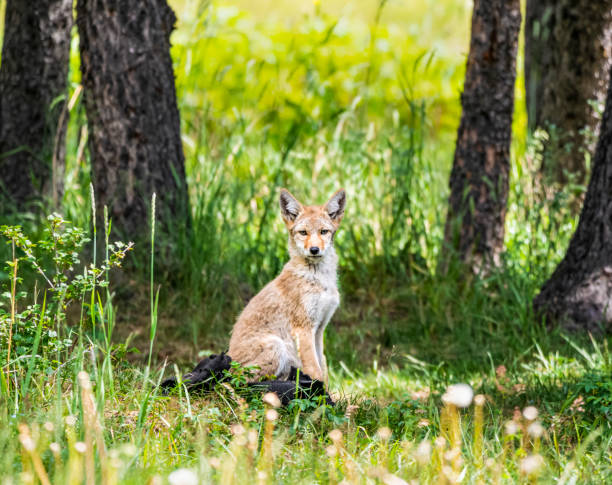 Lone Coyote pup sitting stock photo