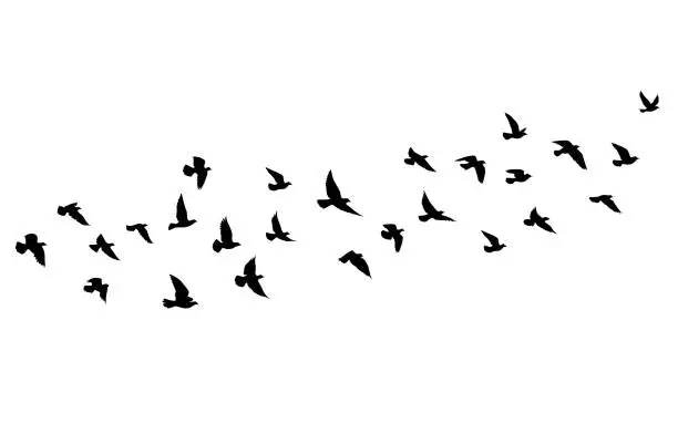 Vector illustration of Flying birds silhouettes on isolated background. Vector illustration. isolated bird flying. tattoo and wallpaper background design. sky and cloud with fly bird. color shade palette.