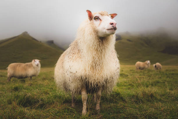 moutons islandais - icelandic sheep photos et images de collection