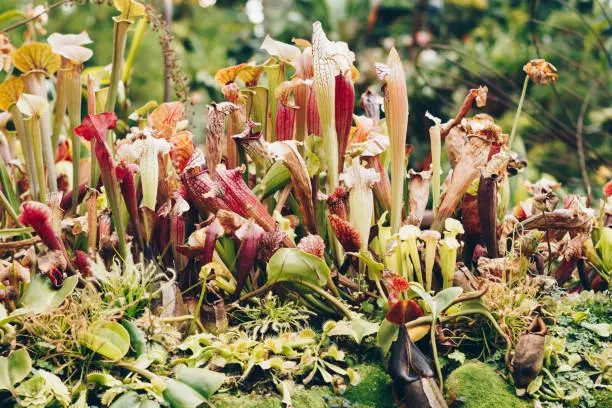 Nepenthes, Tropical pitcher plants or monkey cups