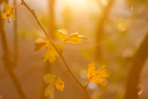 istock Golden leaves bathed in golden sunlight 1288110491