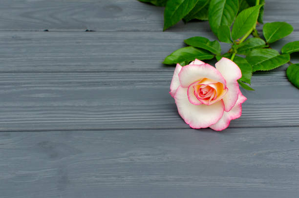 istock rose on grey wooden background 1288111113