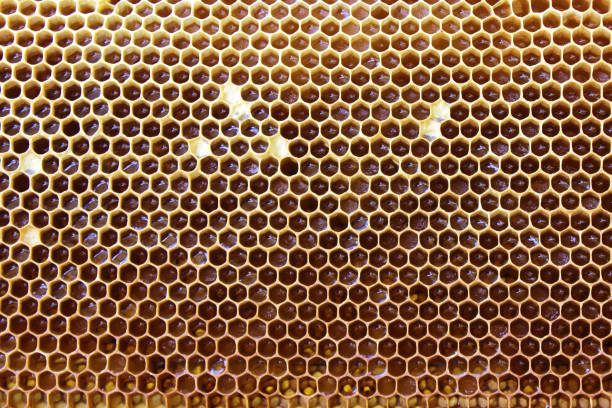 istock Honeycomb with fresh honey in a frame with bees 1288111332