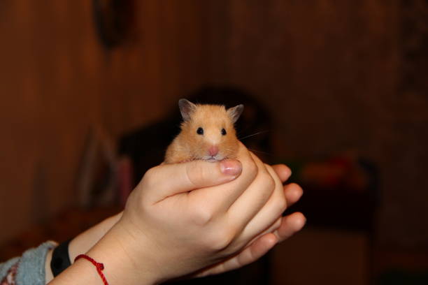 istock Hamster sits in female hands 1288112009