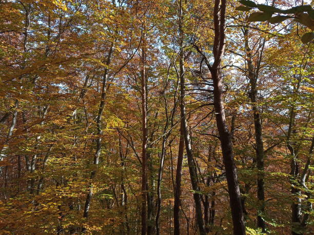 istock Yellow and orange leaves in forest 1288113336