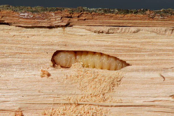 istock Close up of Insect larva 1288113448