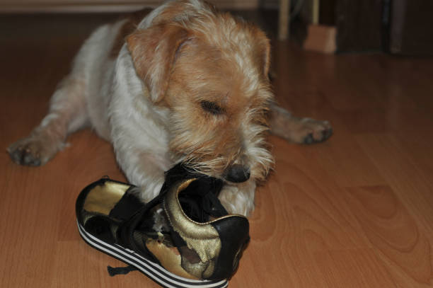 istock a puppy chews on a Shoe 1288114339